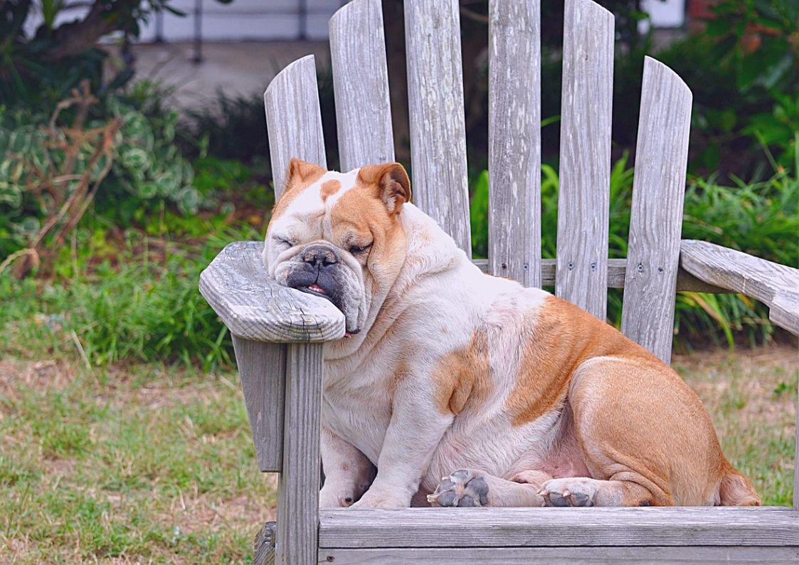 cão encostado muito cansado