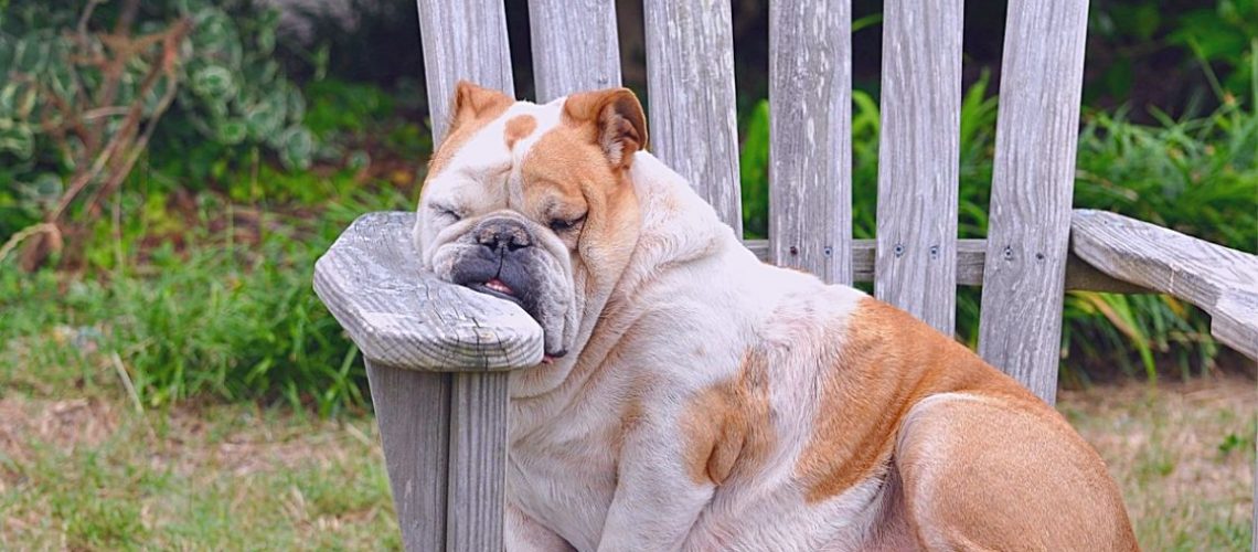 cão encostado muito cansado